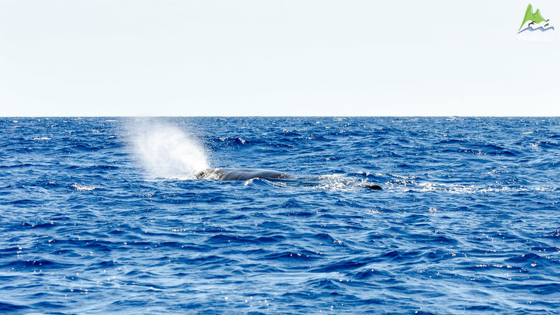 Sperm whale Physeter macrocephalus