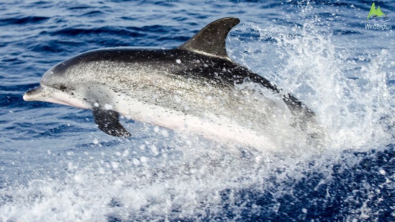 Atlantic spotted dolphin Stenella frontalis