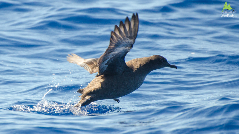 Sooty Shearwater Puffinus griseus