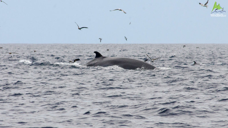 Bryde's whale Balaenoptera edeni