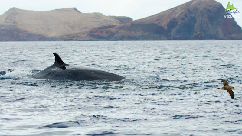 Bryde's whale Balaenoptera edeni